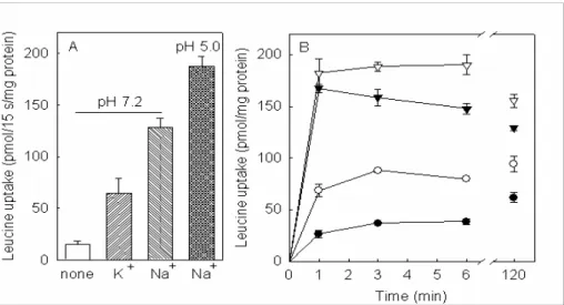 Fig. 2 Initial rates (panel A) and time course (panel B) of leucine uptake in BBMV from M