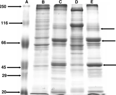 Fig. 5 Comparison of SDS-PAGE profile of BBMV  prepared from adults of B. oleae (lane C) and M