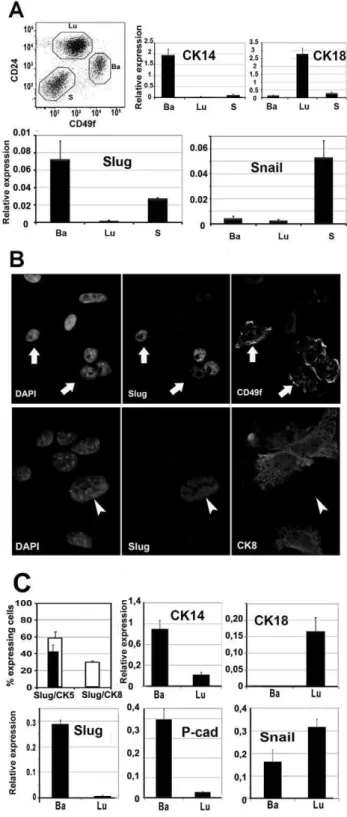 Figure 1. FACS and immunofluorescence analysis show Slug restricted expression by basal-like cells