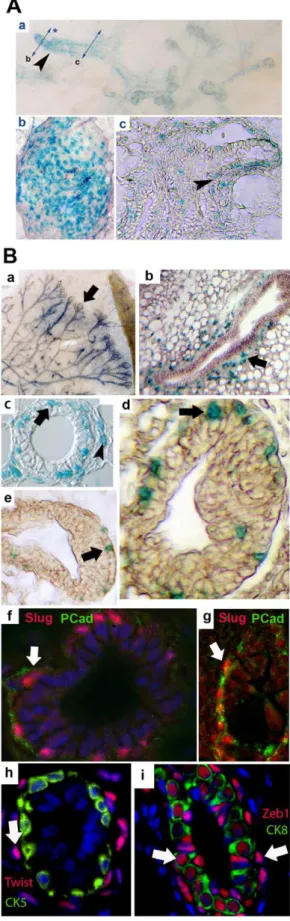 Figure 2. Slug, Twist and Zeb1 localization during mammary gland morphogenesis. A. At 3 weeks, Slug expression (blue X-Gal staining) is visible in the primary duct on a mammary gland wholemount (a, arrowhead), and section (b)