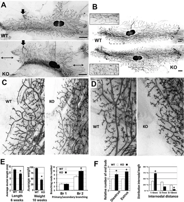 Figure 3. Mammary glands from Slug-deficient mice exhibit several defects. A. Mammary glands from wild type (WT) or SlugKO (KO) mice were analyzed in wholemount preparations during tubulogenesis (6 weeks old mice)