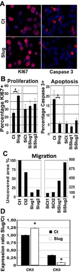 Figure 6. Slug controls cell proliferation, apoptosis, motility and cell lineage commitment