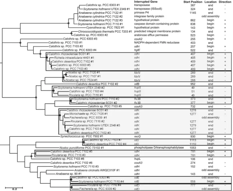 Fig 3. Serine recombinase phylogeny. Maximum likelihood phylogenetic tree of serine recombinase gene (xis) nucleotide sequences and data characterizing the element each xis gene is found on