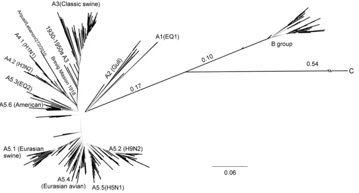 Figure 1. Maximum likelihood phylogenetic reconstruction of NS1-coding RNA sequences using db415 (415 cluster-representative sequences)