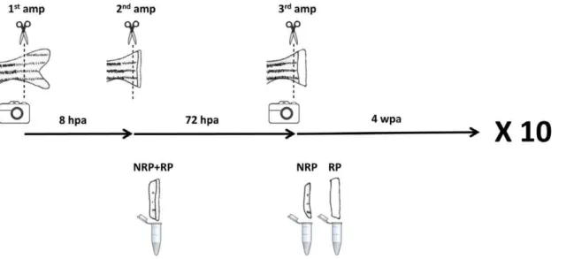 Figure 2. Consecutive repeated amputations maintain the original size of the fully regenerated caudal fin