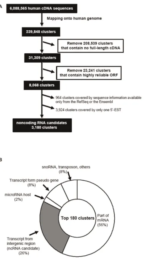 Figure 1. Procedure for the identification of ncRNA candidates. (A) Outline of our gene-prediction method from human full-length cDNAs and ESTs mapped to the human genome