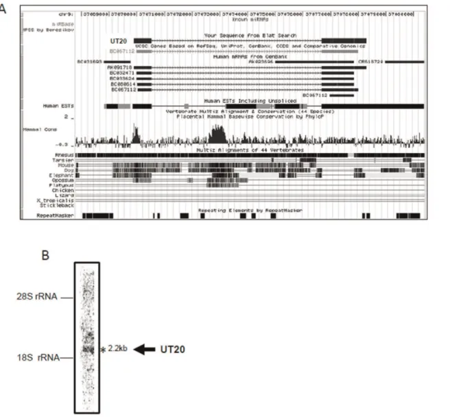 Figure 2. Examples of ncRNA candidates. (A, C) UCSC genome browser analysis of UT20 (A) and UT21 (C)