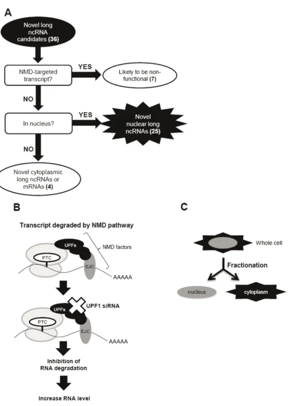 Figure 3. Strategy for the selection of ncRNAs. (A) A schematic of the selection procedure for ncRNAs