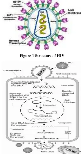 Figure 1 Structure of HIV