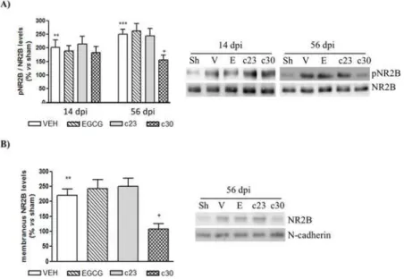 Fig 5. Decreased levels of NMDAR2B in the synaptic plasma membrane of spinal cord of CCI-mice treated with compound 30 at 56 dpi