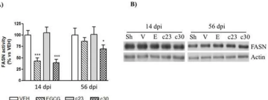 Fig 2. EGCG and compound 30 inhibit FASN activity in the spinal cord of CCI-mice. (A) The FASN activity was analyzed in the dorsal horn of the spinal cord of CCI-mice treated with vehicle, and 50 mg/Kg of EGCG, compound 23 (c23) and compound 30 (c30) as in