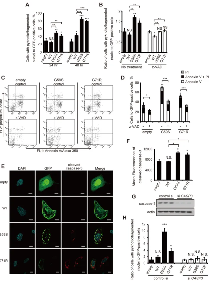 Figure 2. Mutant p150 glued proteins activate intrinsic apoptotic pathways. (A) HeLa cells transfected with GFP-empty, GFP-tagged wild-type or mutant (G59S or G71R) p150 glued were fixed and stained with DAPI after 24 and 48 h