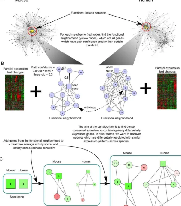 Figure 1. A method for discovering conserved active subnetworks across species. (A) The flowchart describes the growth of a subnetwork from a candidate seed gene (red) in the functional linkage network