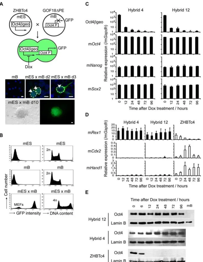 Figure 6. Reprogramming is self-sustaining and can be maintained in the absence of ES-derived Oct4