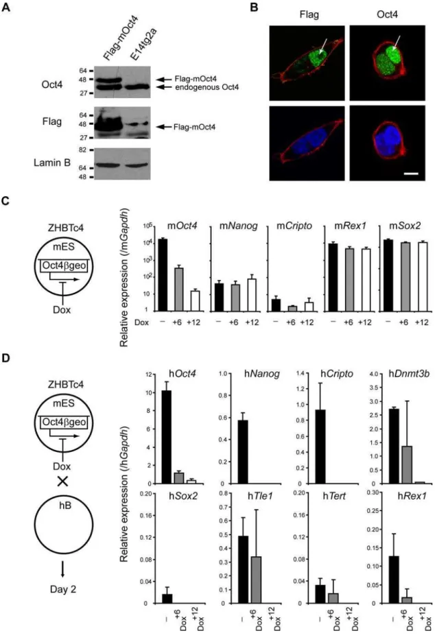 Figure 4. Oct4 is required for successful reprogramming. (A) Mouse ES cells expressing a tagged Oct4 protein (Flag-mOct4) were generated by insertion of Flag-tagged mouse Oct4 cDNA in E14tg2a ES cells (parental cell line)