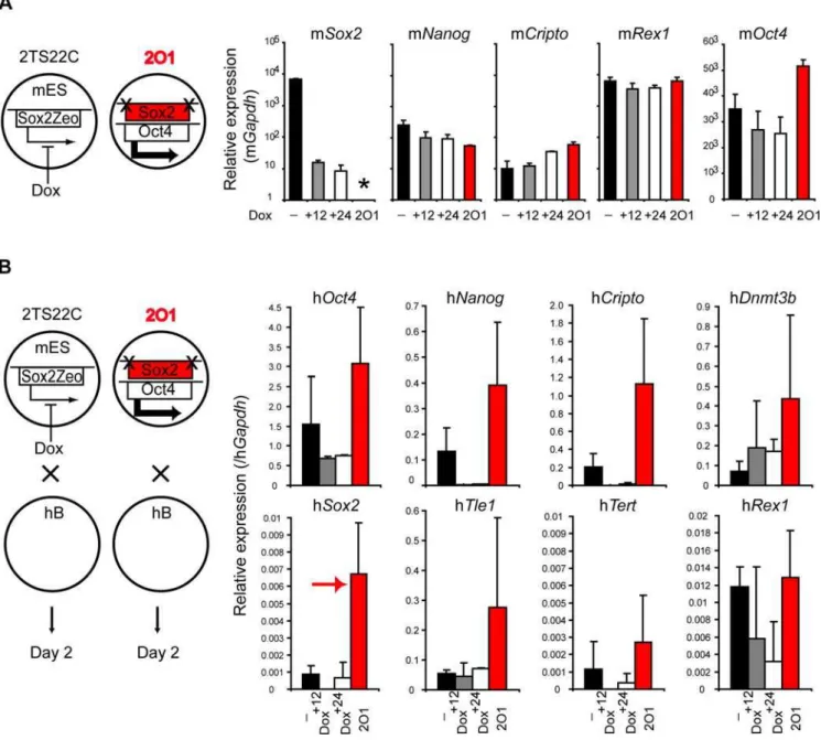 Figure 5. Sox2 is dispensable for reprogramming. (A) In 2TS22C ES cells endogenous Sox2 is replaced by an inducible transgene (Sox2Zeo) which can be downregulated by addition of doxycycline (Dox) [37]