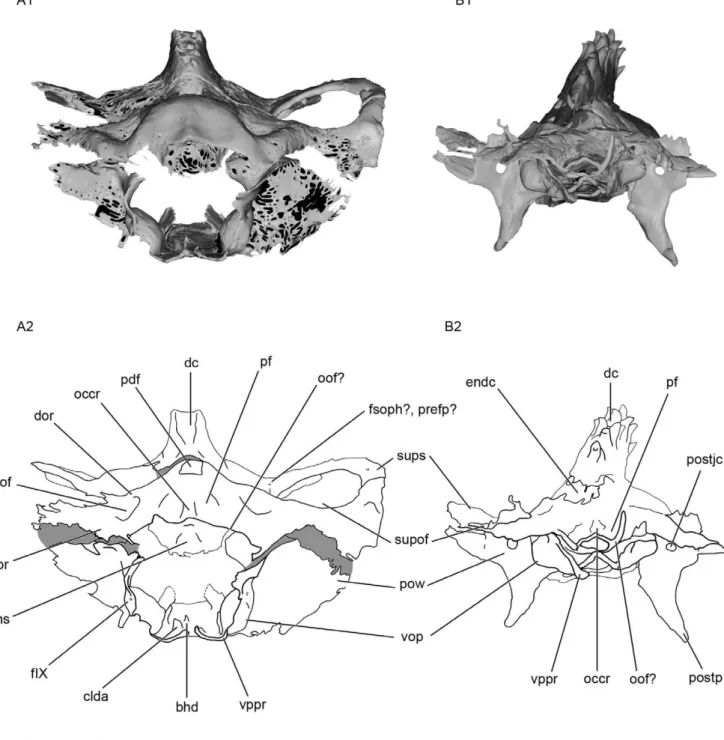 Figure 11. Posterior view of the skull of Kawichthys . A1, surface rendering generated from Synchrotron Radiation X-ray microtomographic slices of KUVP 56340 (A)