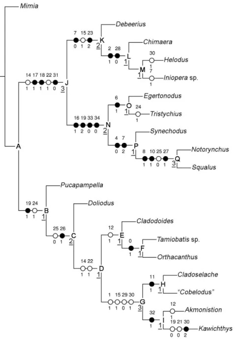 Figure 13. Phylogenetic relationships recovered by a cladistic analysis of 35 neurocranial characters