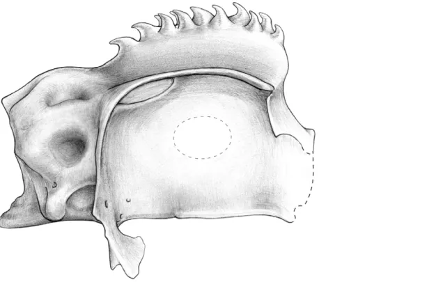 Figure 2. Attempted composite reconstruction of the braincase of Kawichthys in right lateral view based on the different 3D reconstructions