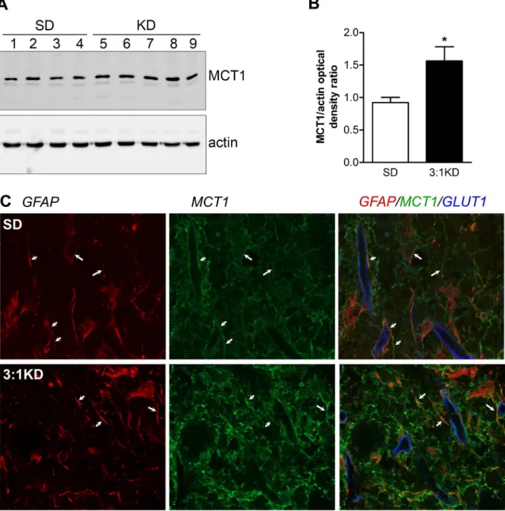 Figure 9.  Monocarboxylate transporter-1 (MCT1) expression increased in spinal of KD fed rats at 14 days after SCI