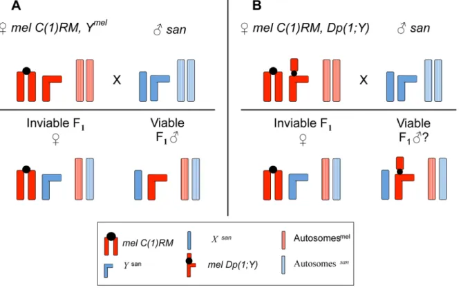 Figure 1. Crossing scheme to study the effect of X -linked chromosomal duplications in mel/san hybrid males