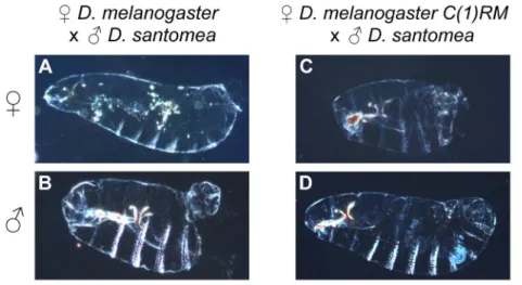 Figure 2. Developmental defects observed in two interspecific crosses between D. melanogaster and D