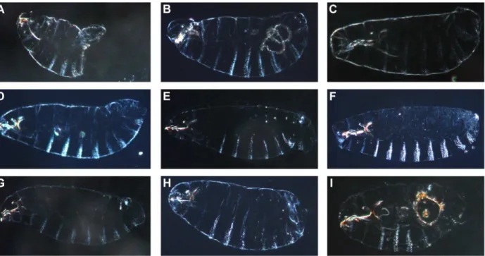 Figure 4. Cuticular defects observed in the nine lethal regions from the D. melanogaster X -chromosome