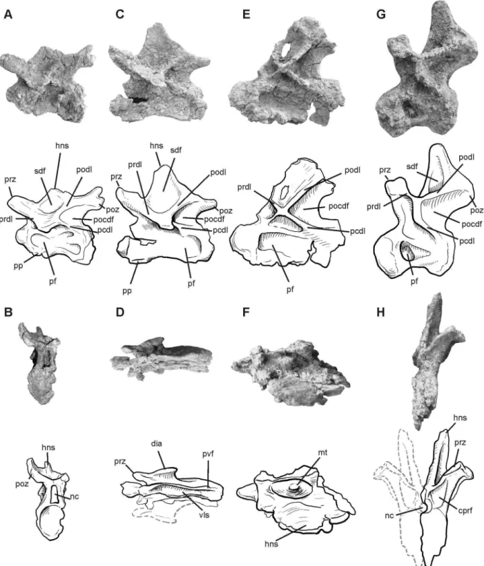 Figure 1. Photographs and half-tone drawings of the cervical and dorsal vertebrae of Leinkupal laticauda , gen