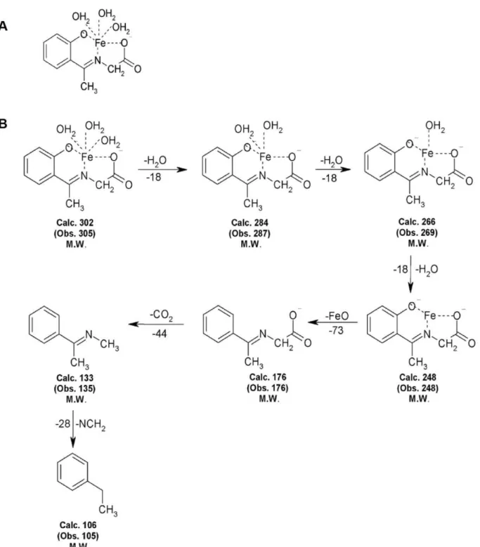 Figure 1. Structure and Mass spectral study of Iron Complex. (A)Chemical Structure of iron complex, iron (II) N-(2-hydroxyacetophenone) glycinate (FeNG)