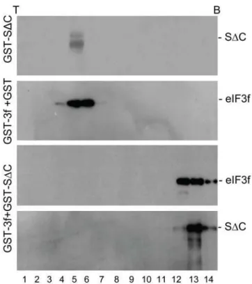 Figure 3. Inhibition of protein synthesis by interaction of SARS-CoV S protein with eIF3f