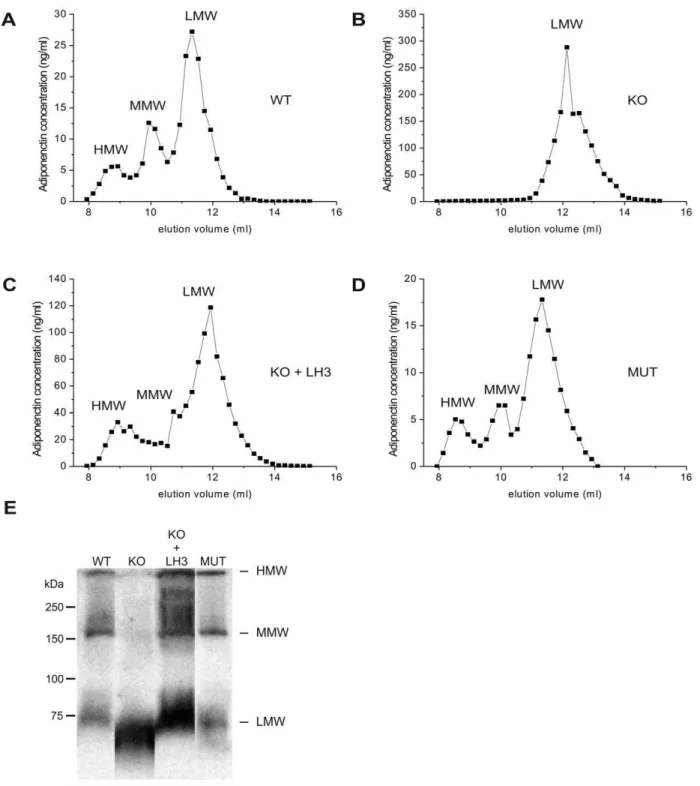 Figure 2. Oligomer distribution of recombinant adiponectin is altered in LH3 2/2 knockout MEF cells