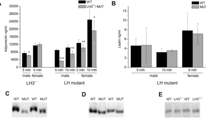 Figure 3. Total adiponectin levels in LH mutant mice and heterozygous LH3 knockout mice
