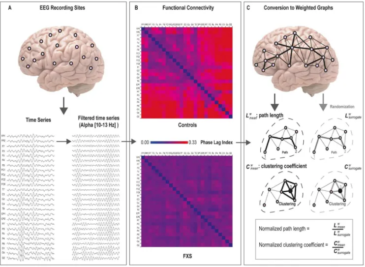 Figure 1. An overview of the method used to calculate weighted graphs. (A) EEG time-series from the 26 scalp electrodes were separately filtered for the delta, theta, alpha low, alpha high, beta, and gamma frequency bands