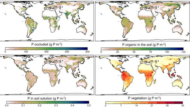 Figure 10. P pools in the soil considering active P vegetation uptake after 70 000 simulated years of pedogenesis.