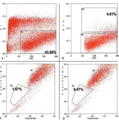 Figure 4. Representative histograms demonstrating the identification of transduced side population phenotypic cells by FACS