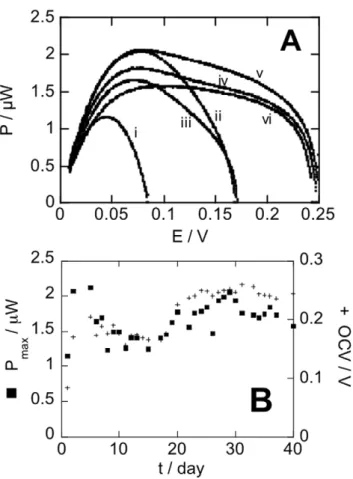 Figure 3. Performance of a ‘‘Quinone-Ubiquinone GBFC’’ implanted in a male Wistar rat (514 g weight)