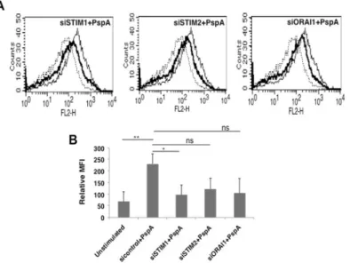 Fig 5. Molecular sensors of intracellular calcium regulate PspA induced PD-L1 expression