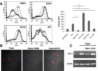 Fig 4. Route of calcium entry differentially regulates PspA induced PD-L1 expression. Mouse bone marrow derived DCs were incubated with bio-pharmacological inhibitors to indicated molecules for 1h followed by stimulation with 15 μg/ml PspA for 24h