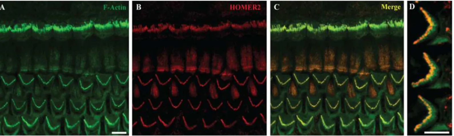 Fig 2. Homer2 expression in P2 mouse inner ear. (A) Staining with F-actin shows three rows of OHCs and one row of IHCs in the cochlea