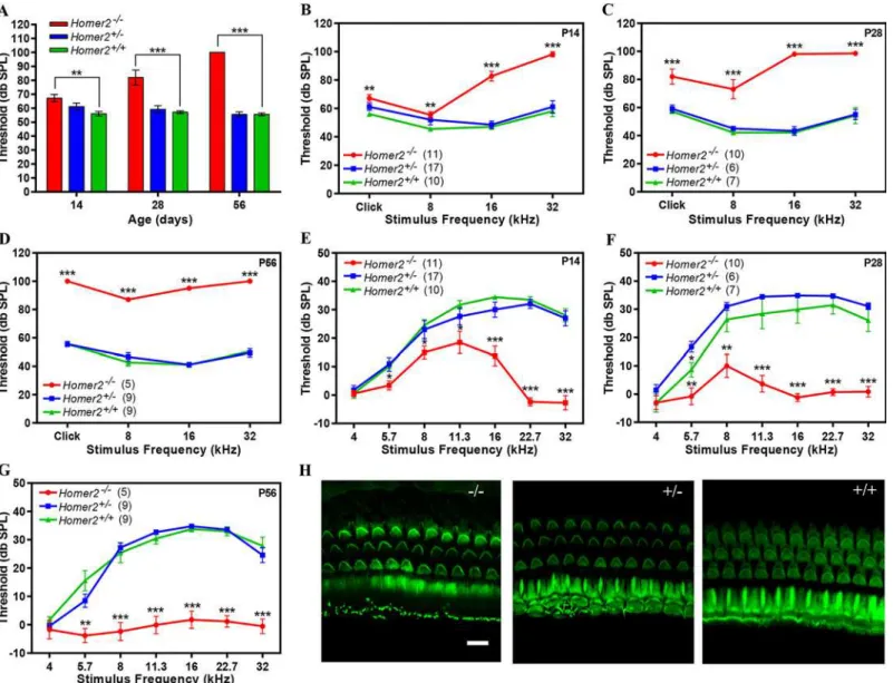 Fig 4. Homer2 -/- mice have early onset progressive hearing loss. (A-D) Auditory brainstem responses (ABR) to broad band clicks (A) and tone bursts (B-D) at 8, 16, and 32 kHz in P14, P28 and P56 Homer2 -/- , Homer2 +/- and WT mice