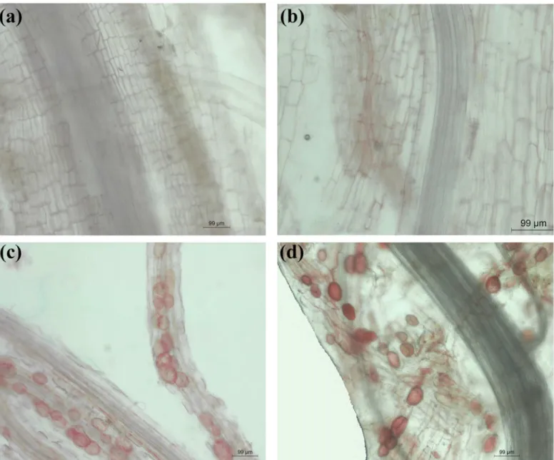 Fig 1. Microscopy of the fine roots of E. splendens under the four treatments. (a) -Cu-AMF treatment (no AMF and no Cu), (b) +Cu-AMF treatment (Cu addition), (c) -Cu+AMF treatment (AMF inoculation), (d) +Cu+AMF treatment (Cu addition and AMF inoculation).