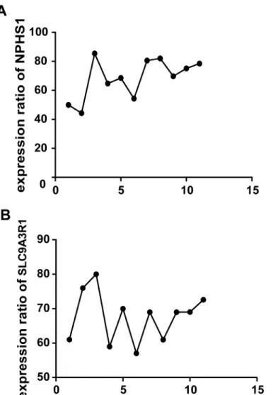 Fig 3. Comparision of expression ratio of NPHS1, SLC9A3R1 in glomerulus versus tubulointerstitial using real-time PCR