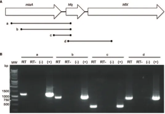 Figure 1. Transcription of the hfq locus. (A) Genetic organization of the hfq locus. Lines a, b, c, and d indicate regions of the locus amplified by PCR as shown in panel B