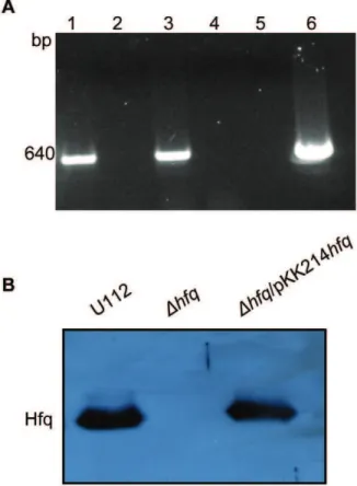 Figure 4. Affect of hfq deletion on hflX expression and Hfq protein expression in F. novicida strains