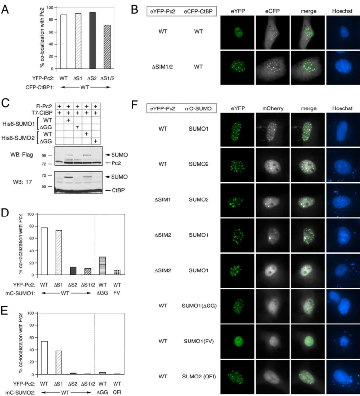 Figure 6. Sub-cellular localization of SUMO and Pc2 SIM mutants. A) COS1 cells were transfected with the indicated eYFP-tagged Pc2 expression constructs with eCFP-tagged CtBP and visualized by live cell fluorescence microscopy