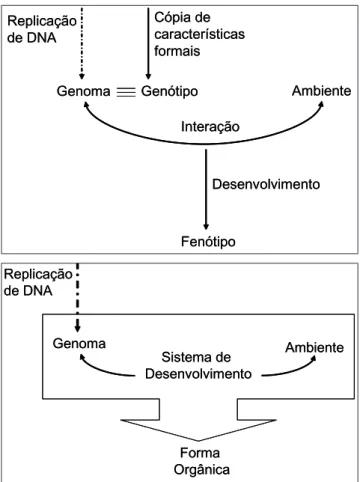 Figura 1 – Duas teorias de cópia: (1) na explicação darwiniana  ortodoxa,  um  desenho  para  o  organismo  é  copiado  com  o  DNA do genoma, que então é ‘trazido para fora’ no decorrer  do desenvolvimento dentro de um contexto ambiental; (2) na 
