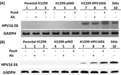 Figure 1. Expression of HPV 16 E6 in H1299 lung cancer cells. HPV 16 E6 expression levels of H1299-HPV16E6 induced by 5 mM ponasterone A (PonA) was significantly higher than that of parental H1299, H1299-pIND and H1299-HPV16E6 treated with 100% alcohol (Al