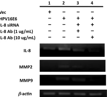 Figure 5. Elevated cytokines induced by HPV contribute to potentiate the proliferation and angiogenesis required for lung tumorigenesis