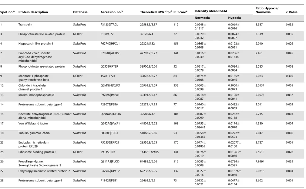 Table 2. Up-regulated proteins identified by MS or MS/MS and database searches in the hypoxia group.