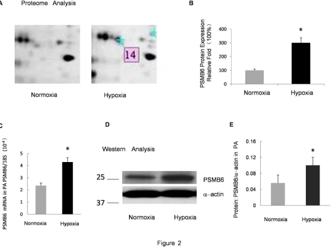 Figure 2. Verification of PSMB6 expression in the PA under prolonged hypoxia. A: Zoomed-in view of protein spot 14 in the 2DE gel in Fig